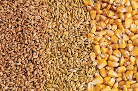 Animal feed raw materials have increased, why?